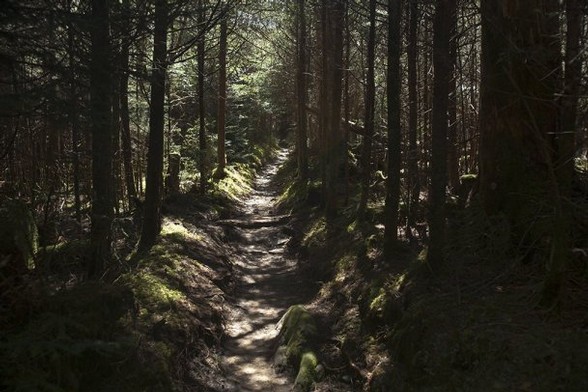 ADAM BRIMER/NEWS SENTINELA dense forest near the Appalachian Trail in the Great Smoky Mountains National Park.