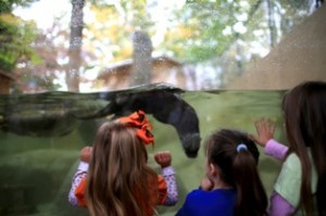 Otters are a popular exhibit at the WNC Nature Center.