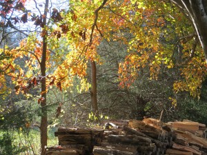 Nothing says Fall like colorful leaves and seasoned woodpiles!