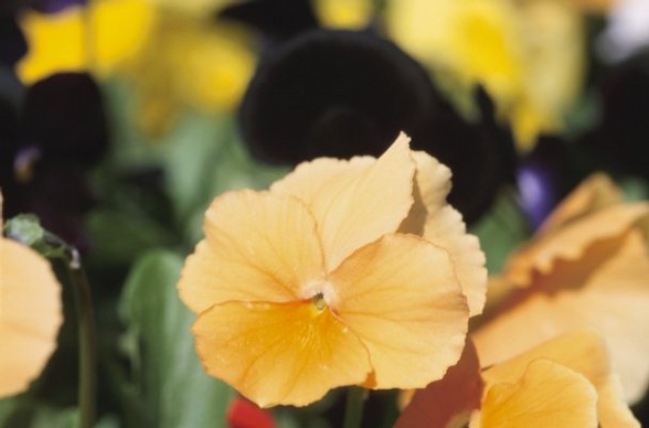 AblestockStanley’s Greenhouse will host a fall planting garden workshop on Saturday, Oct. 19.